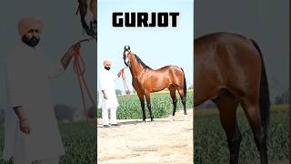 shorts Marwari horse stallion Gurjottt studfarm marwarihorse viral horse trending ytshorts yt [upl. by Atikram]