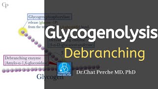 Glycogenolysis  Debranching  Epinephrine and phosphorylase kinase 【USMLE Biochemistry】 [upl. by Anawik713]