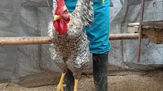 GALLOS Y GALLINAS PONEDORAS  Gallo que es un águila  Bienvenidos a Mi Granja Jireh [upl. by Aynotak342]