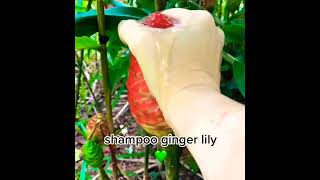 Zingiber Zerumbet Aka Shampoo Ginger Lily [upl. by Irabaj]