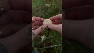 Common puffball mushroom  fungi mushrooms foraging shorts [upl. by Assisi]