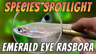 Emerald Eye Rasbora Brevibora dorsiocellata Aquarium Fish Species Profile amp Care Guide [upl. by Enirehtakyram]