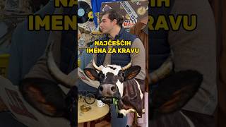 NAJČEŠĆA IMENA ZA KRAVU🐄🐮 viral podcast comedy funny shorts fyp fy animals friends [upl. by Asiulairam]