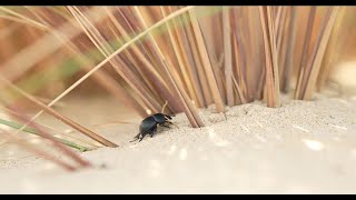 Thorectes lendémique des dunes [upl. by Nalyak]