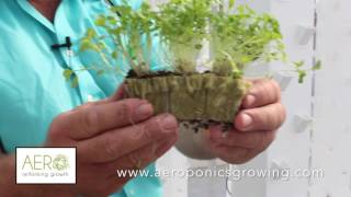 Commercial Soilless Gardening with Aeroponics [upl. by Airal]