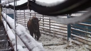 The Return of the Bison to Wanuskewin Heritage Park [upl. by Gatian310]