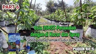 Pupuk Minggu ke 5 Usia 35HST Cabe Rawit ORI 212 di Polybag PART 6 [upl. by Lee]