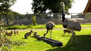 Sound of the Rhea [upl. by Santana]