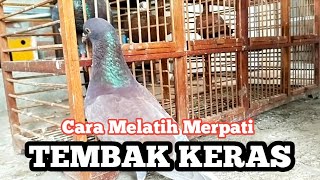 CARA MELATIH MERPATI TEMBAK KERAS ALDPCRB [upl. by Analim221]