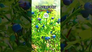 Blueberry farming [upl. by Novel]