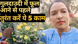 गुलदाउदी में फूल आने से पहले तुरंत करें ये 5 काम। Guldaudi plant growing tipsfertilizer [upl. by Cirdahc]