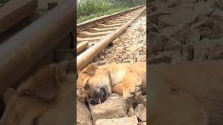 Rescuing an abandoned puppy on the train track 💝 doglover doglife rescuedog [upl. by Mian]