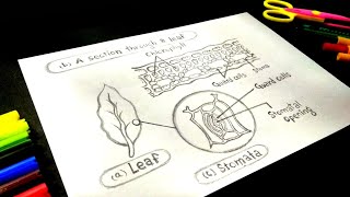 How to Make Labelled Diagram Of Leaf Micro View  A Section Through Leaf  Leaf Drawing  Stomata [upl. by Mis]