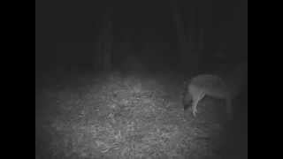 The yiphowl of the coywolves in the Eastern Townships [upl. by Aihsemek102]