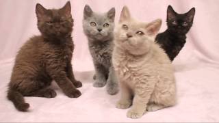 Selkirk Rex Kittens 3month セルカークレックスの子猫たち 3ヶ月齢 [upl. by Henrik]