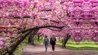 MOST BEAUTIFUL Cherry Blossom Trees in the World [upl. by Elleynad466]