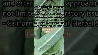 Healing Benefits Of Mullein [upl. by Raffin]