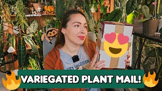 Unboxing variegated plants Growing my Alocasia collection [upl. by Noirod972]