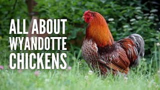 Wyandotte Chickens Breed Profile Facts and Care [upl. by Labotsirc]