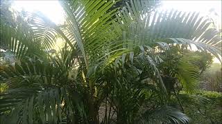 Areca Palm Dypsis Lutescens Plant [upl. by Aeneg]