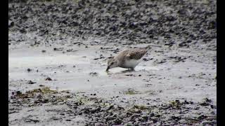 Semipalmated sandpiper sweeping water surface Pine Creek game bird habitat August 23 2020 [upl. by Mode]