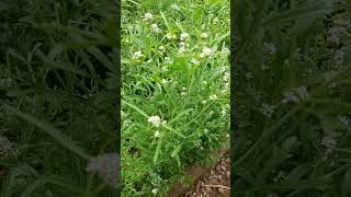 Lepidium sativum  berro hortelano tibetanflute permaculture garden nature [upl. by Inaj]