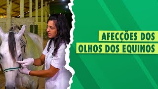 Exame Oftalmológico em Equinos [upl. by Ettegroeg]