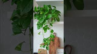 Indoor Plants That Grow Bushier and Lush Quickly indoorplants shorts [upl. by Kolk]