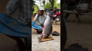 Soo Nice 15Kg Big Catla Fish Cutting By Old Uncle [upl. by Layton925]