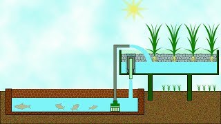 What is AQUAPONICS How it works [upl. by Moina]