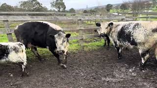 Greener Pastures Cows and Calves [upl. by Gathard]