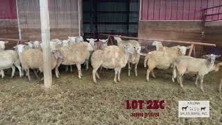 LOT 23AC  Kalona Special Bred amp Replacement Sale 112924 [upl. by Yarahs69]