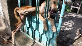 Desperate for help trapped dog freed from gate [upl. by Gerianna]