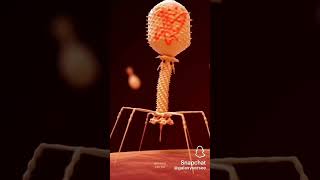 bacteriophage bacteriophagescience [upl. by Vittorio980]