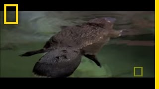 Platypus Parts  National Geographic [upl. by Enivid]