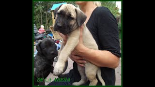 Dogo Presa Canario Welpen Pups for sale zu verkaufen [upl. by Dambro]