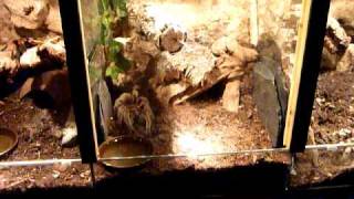 Terrarium Brachypelma Emilia Grammostola Rosea Brachypelma Schmithi [upl. by Airlie]