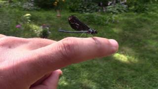 Damselfly in my Brackish Tank [upl. by Adalai]