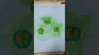 Structure of stomata in easy waydrawingartnew picturethank you for watching and please like [upl. by Nolita]