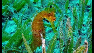 Diving Egypt Dahab  Duiken Egypte Dahab  Highlights of a week diving [upl. by Akerue872]