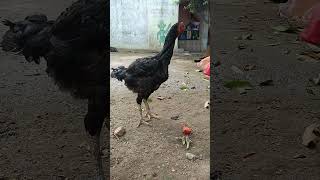 Old line potta chicken rooster sandakozhi birds pets [upl. by Yug110]