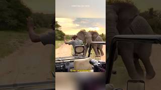 How Elephants Hear Through Their Feet shorts [upl. by Acitel]