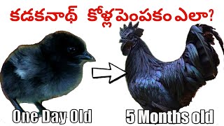 How to Grow Kadaknath Chicken at Home pt1 [upl. by Ingold]