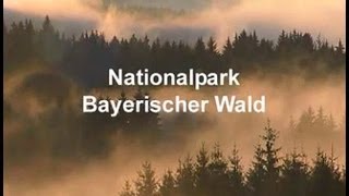 Nationalpark Bayerischer Wald [upl. by Ynots120]