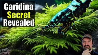 Caridina Care Breeding Baby Shrimp Water Changes Tips and Secrets Revealed [upl. by Yeclehc]