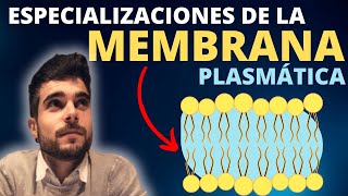 La MEMBRANA PLASMÁTICA ESPECIALIZACIONES [upl. by Sueahccaz395]