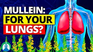 You Wont Believe How Easy LUNG CLEANSE Can Be with Mullein [upl. by Ehcar]