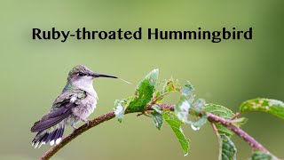 Rubythroated Hummingbird [upl. by Neeliak]