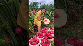 She is Picking Delicious Dragon Fruit from The Garden shorts fruit youtubeshorts [upl. by Nylzaj]