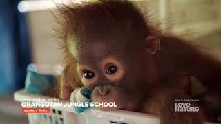 Orangutan Jungle School – Sundays at 8etpt on Love Nature Canada [upl. by Ramgad]